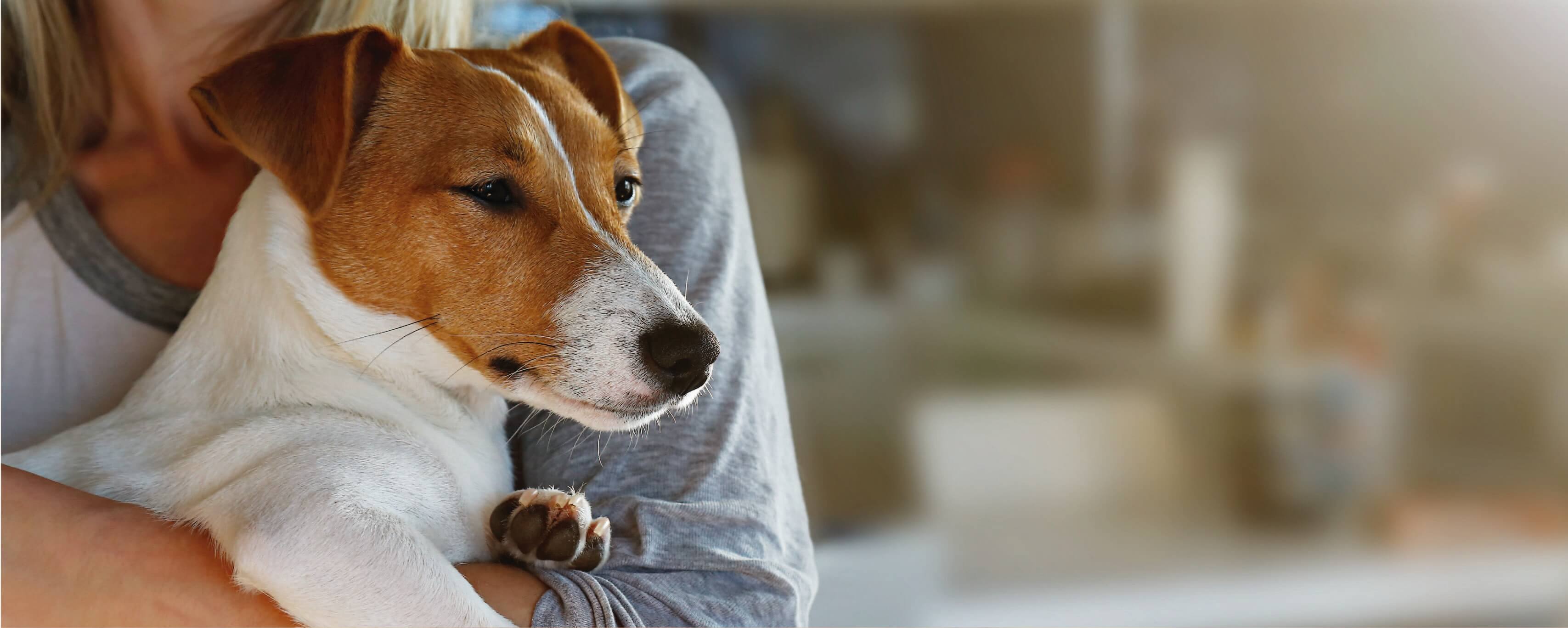 Alimentação Seca e Húmida