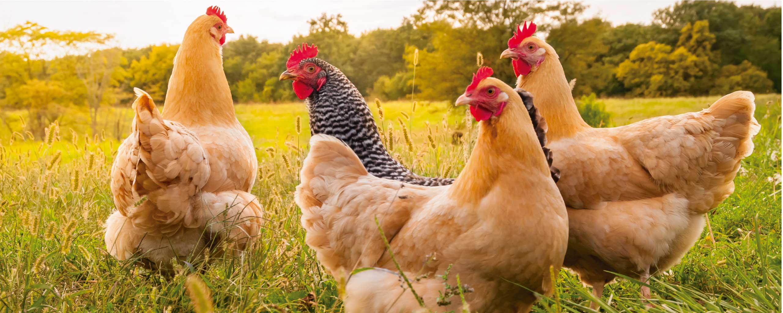 e Suplementos Alimentares...