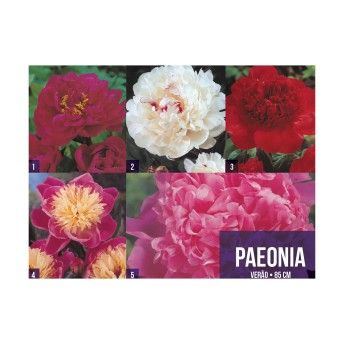 BOLBO PAEONIA SHOWBOX DV 50BLB