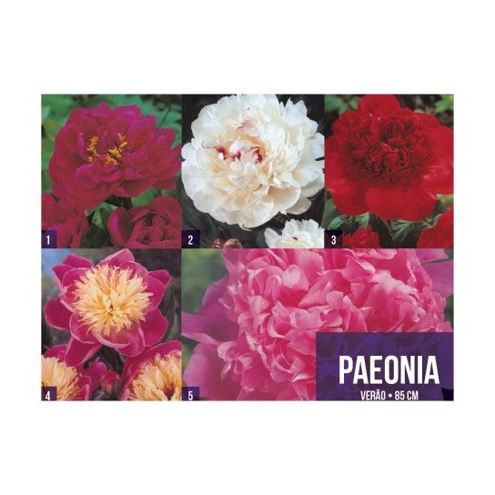 BOLBO PAEONIA SHOWBOX DV 50BLB