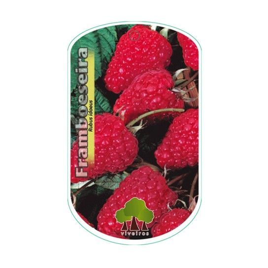 ARV FRAMBOESA
