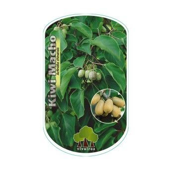 ARV KIWI MACHO VASO