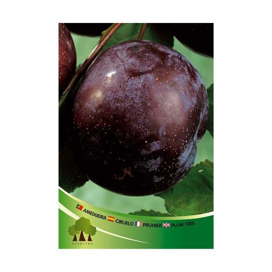 ARV AMEIXEIRA PR BLACK DIAMOND