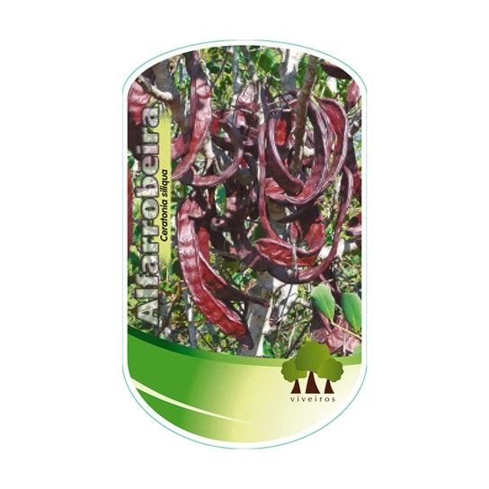 ARV ALFARROBEIRAVASO