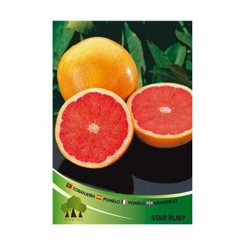 ARV TORANJA VASO